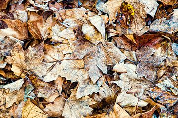 Vergänglichkeit Natur Ahornblätter mit Reif Laub im Winter auf Waldboden von Dieter Walther