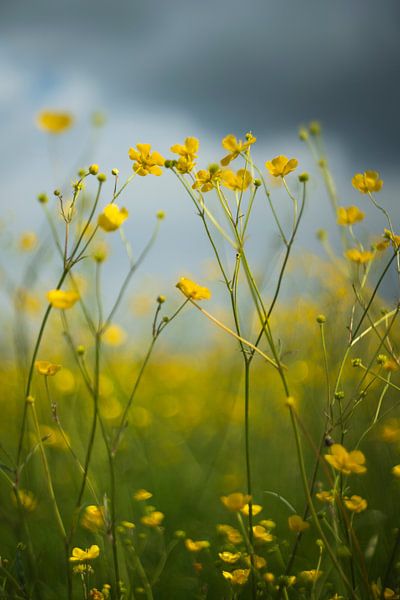 Buttercups in the wind by Jeroen Lagerwerf