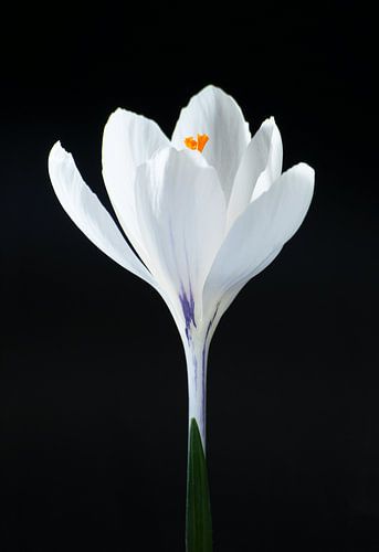 Ontluiken van LANETfotografie