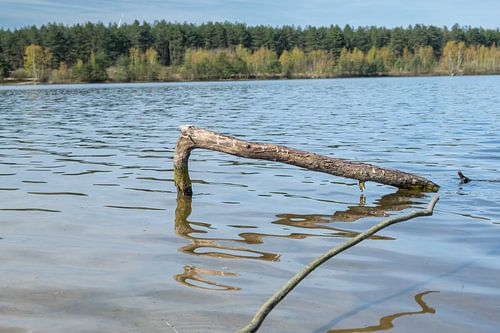 Sereniteit aan de Lommelse Sahara: Drijfhout in de Vijver