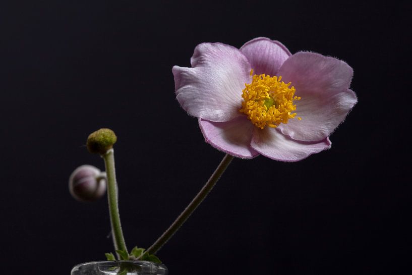 anemone september charm von anne droogsma