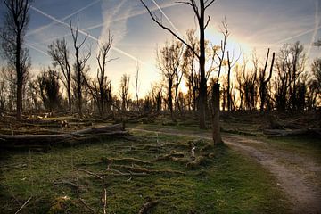 Forêt bizarre sur Eus Driessen