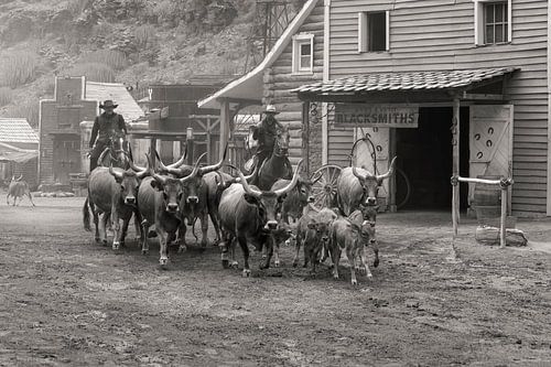 Longhorn koeien opgedreven