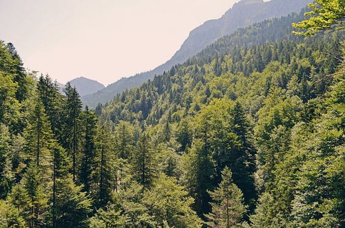 Forest Landscape Photography in Germany