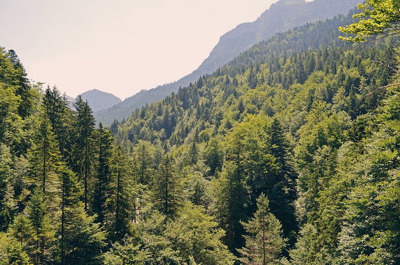 Forest Landscape Photography in Germany by Carolina Reina Photography