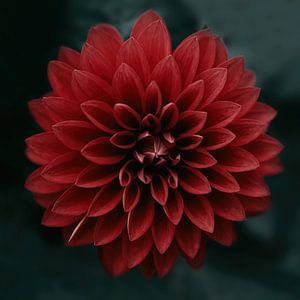 Dahlia rood van Saskia Schotanus