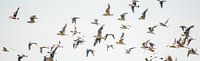 Free and fly high