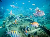 Magische Unterwasserwelt von Jack Soffers Miniaturansicht