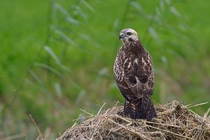 Buizerd