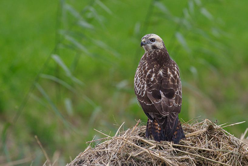 Buizerd van Jan Jongejan