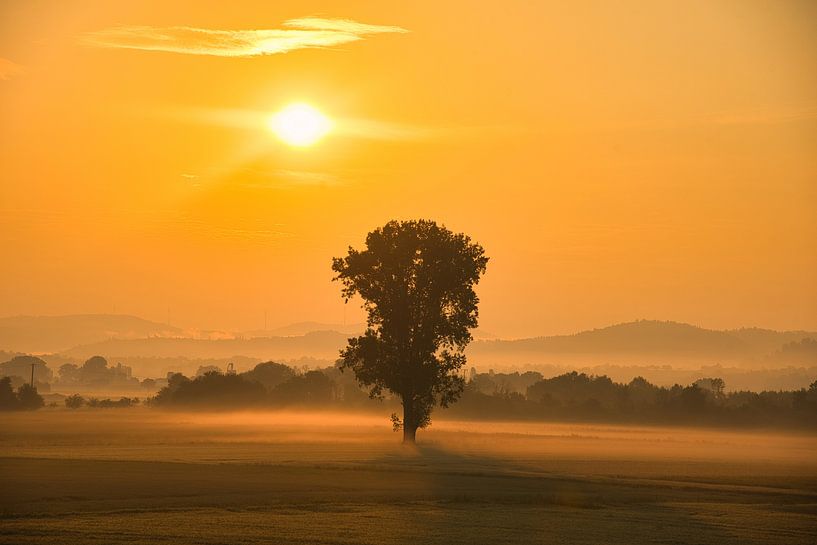 Summer morning in the Ortenau by Tanja Voigt