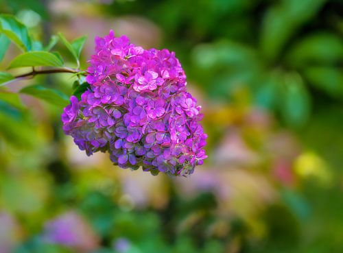 Fleurs d'hortensias aux couleurs automnales