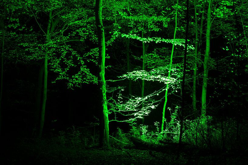Een stukje magie, verborgen aan de rand van Kralingse Bos van Tjeerd Kruse