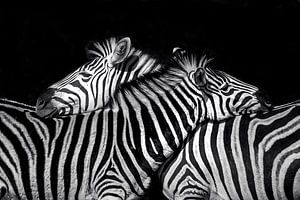 J'assure tes arrières ( zebra )