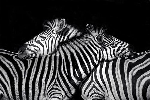 I've got your back ( zebra)