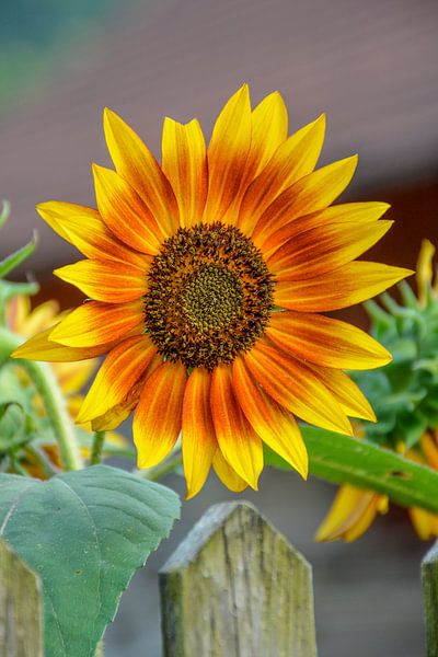 Sunflower, helianthus annuus by Lars-Olof Nilsson