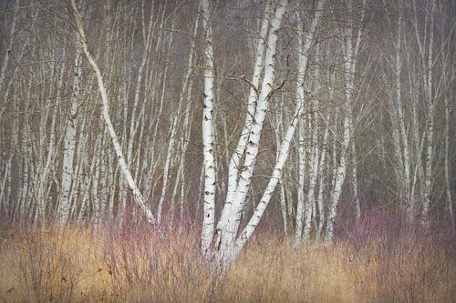 Birch and grass