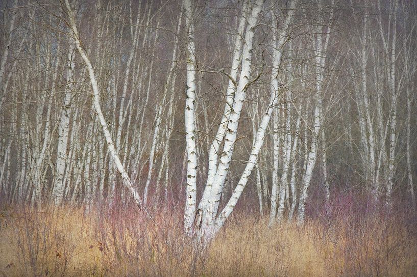 Birch and grass by Dan Courtice