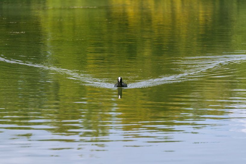 Foulque macroule au lac d'Hinterbrühl par Peter Baier