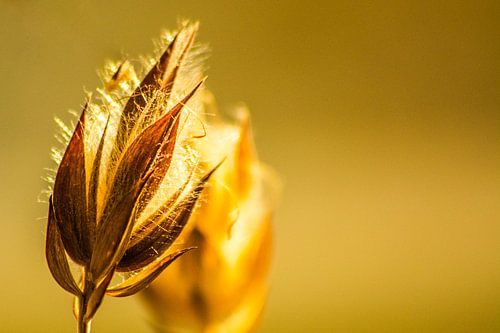 Vang het zonlicht op