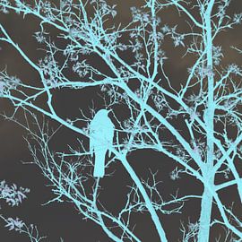 Blackbird in tree by Greta Lipman