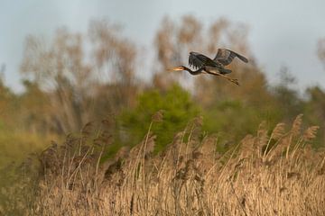 Purple heron in flight over the reeds by Uwe Ulrich Grün