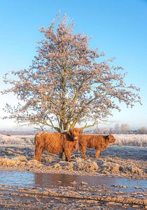 Schottischer Highlander mit Kalb in Winterlandschaft