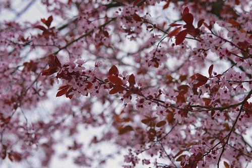 De lente begint met prachtige roze bloesem