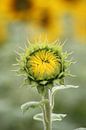 kesse Sonnenblume von Augenblicke im Bild Miniaturansicht
