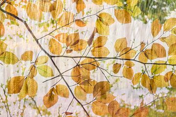 Compositie van Beuken bladeren in de herfst. van Annette Schoof
