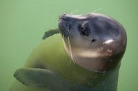 baby-zeehondjes