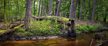 Forest Landscape with Foxglove and Fallen Tree: A Moment of Natural Harmony