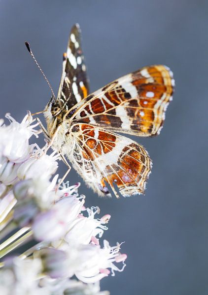 Map (butterfly) by Dennis van de Water