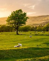 Spring scene at sunrise
