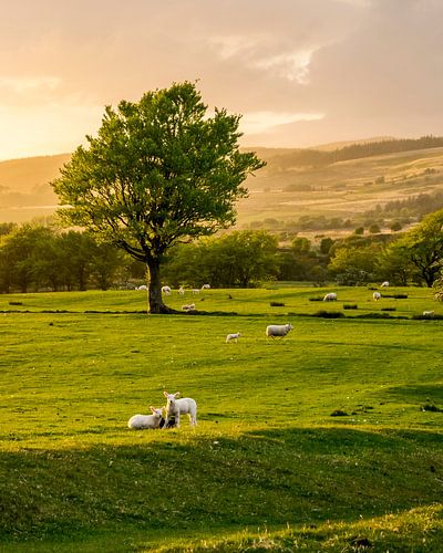 Frühlingsszene bei Sonnenaufgang von Arina Keijzer
