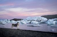 Alaskan malamute Brize at a pink sunset