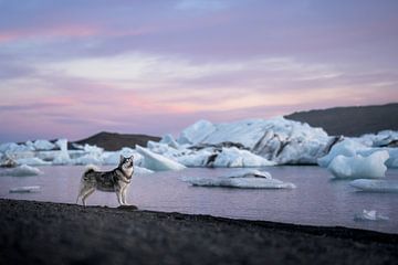 IJsland, hond bij zonsondergang van Traveling dogs