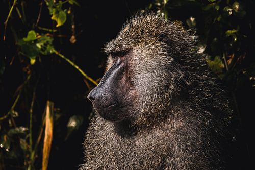 Zwischen Tropfen und Dunst - Der Pavian in seinem Element