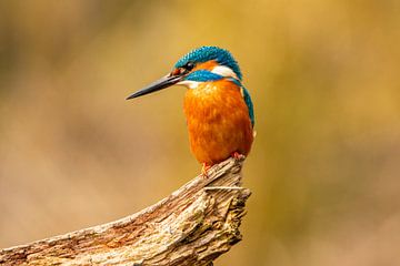 IJsvogel, Alcedo atthis van Gert Hilbink