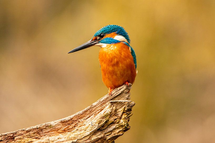 Kingfisher, Alcedo atthis by Gert Hilbink