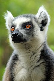 Ringtail maki by Marieke Funke