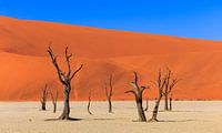The beautiful Sossusvlei in Namibia (Africa).