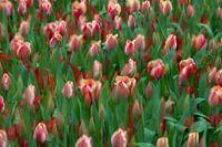 Tulpen