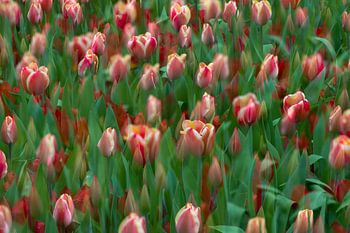 Tulipes