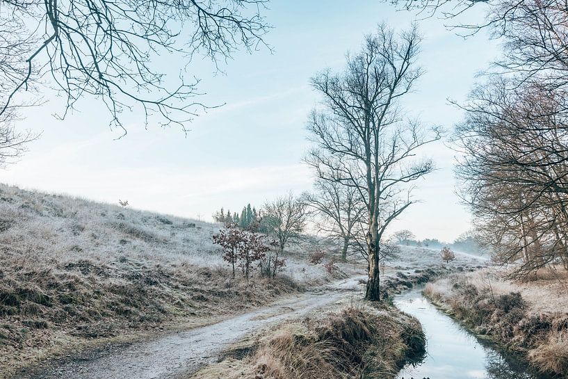 Winter silence - Silence in Wolfheze - Veluwe, Netherlands by Wandeldingen