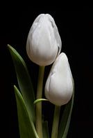 Together: a portrait of two white tulips
