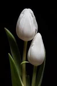 Ensemble : un portrait de deux tulipes blanches sur Marjolijn van den Berg