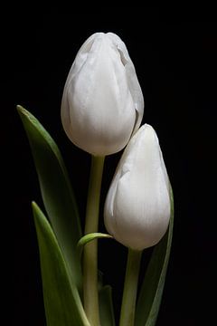 Gemeinsam: ein Porträt von zwei weißen Tulpen