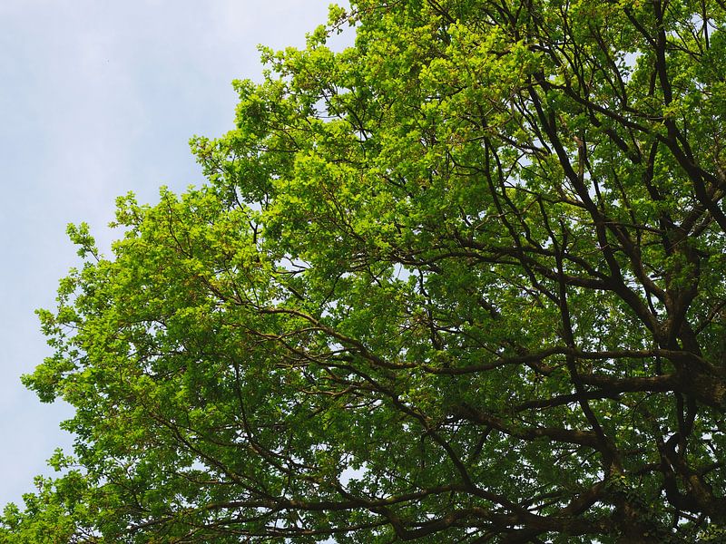 Oak Tree by Simon De Clippel