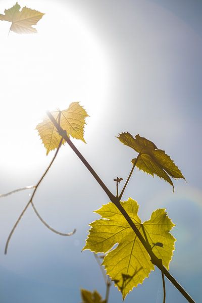 Grape leaves, sun. by Frank Slaghuis